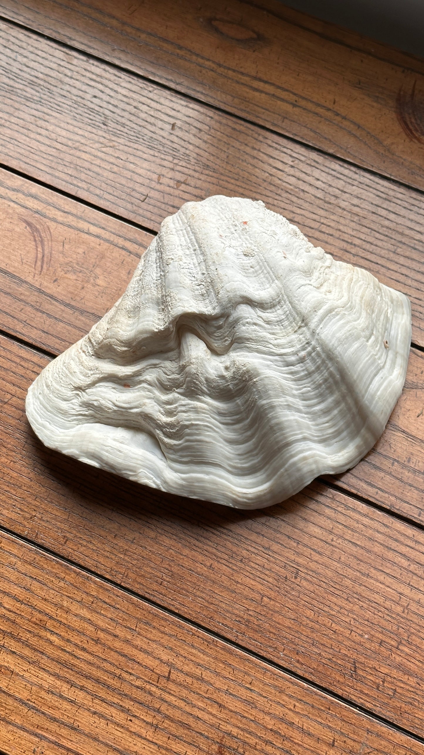 Pair of Large Sea Shells