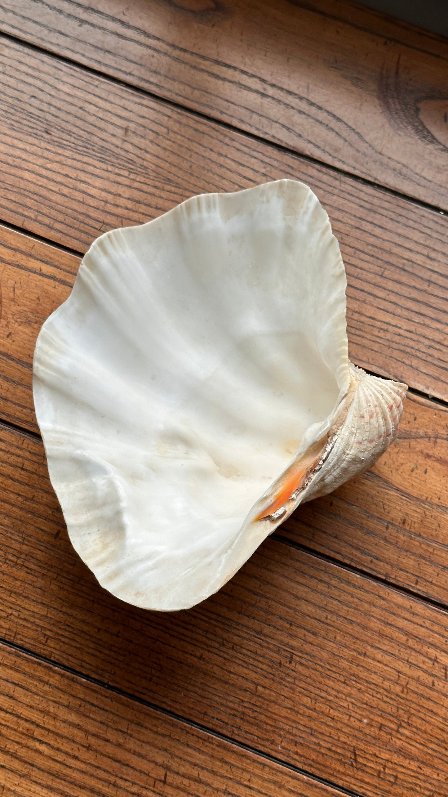 Pair of Large Sea Shells