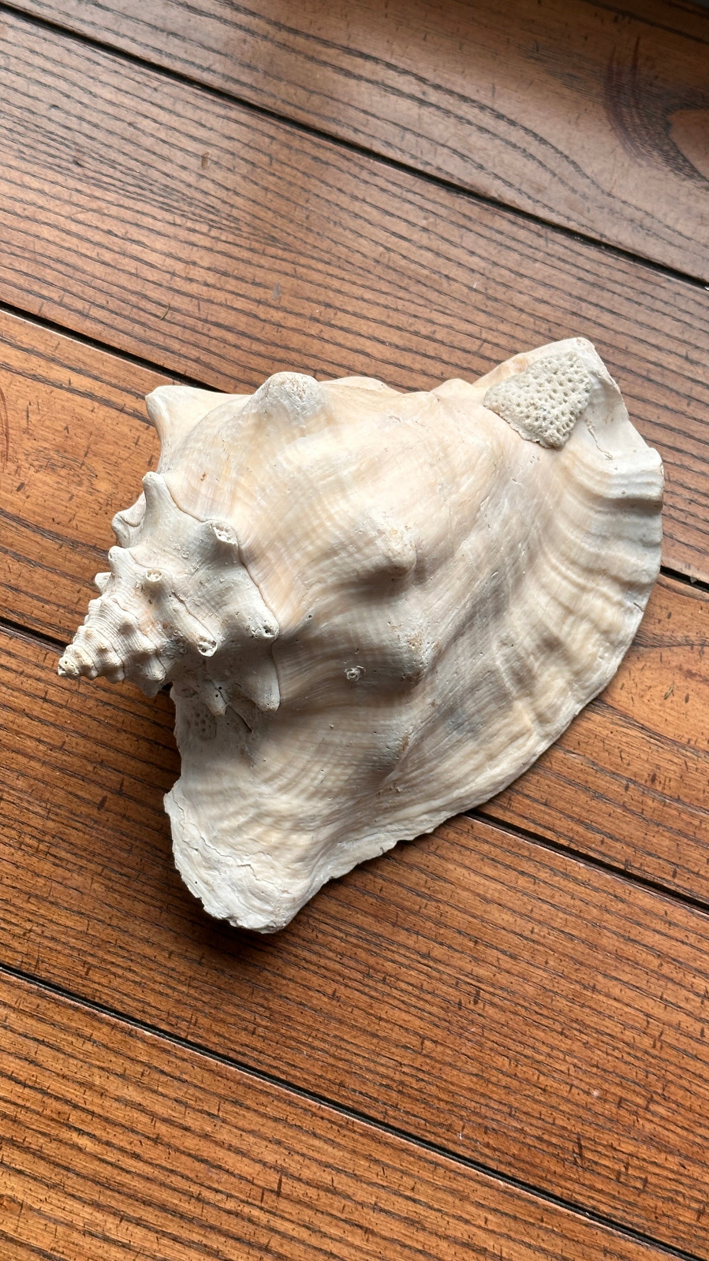 Pair of Large Sea Shells