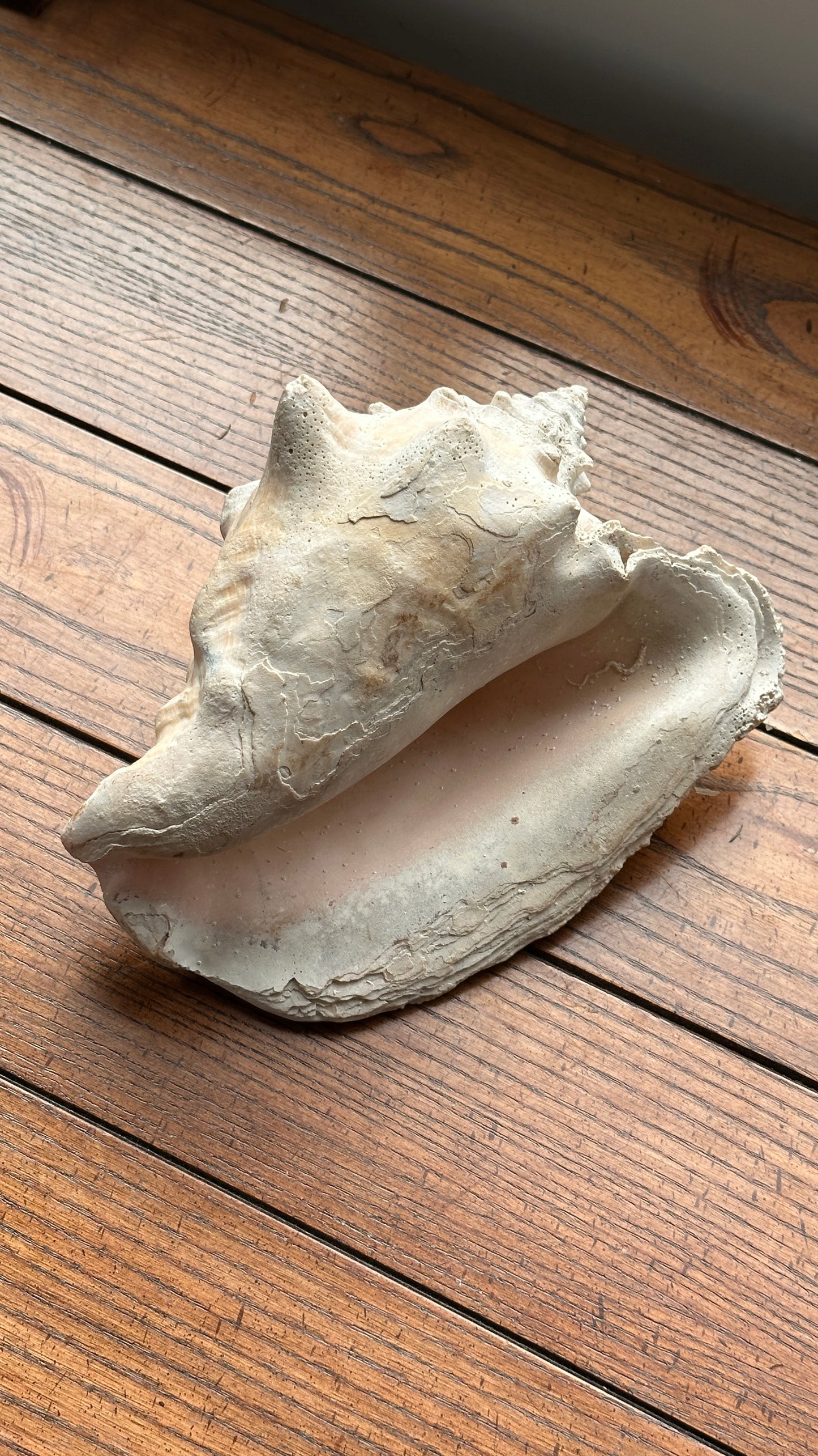 Pair of Large Sea Shells