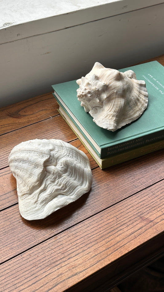 Pair of Large Sea Shells
