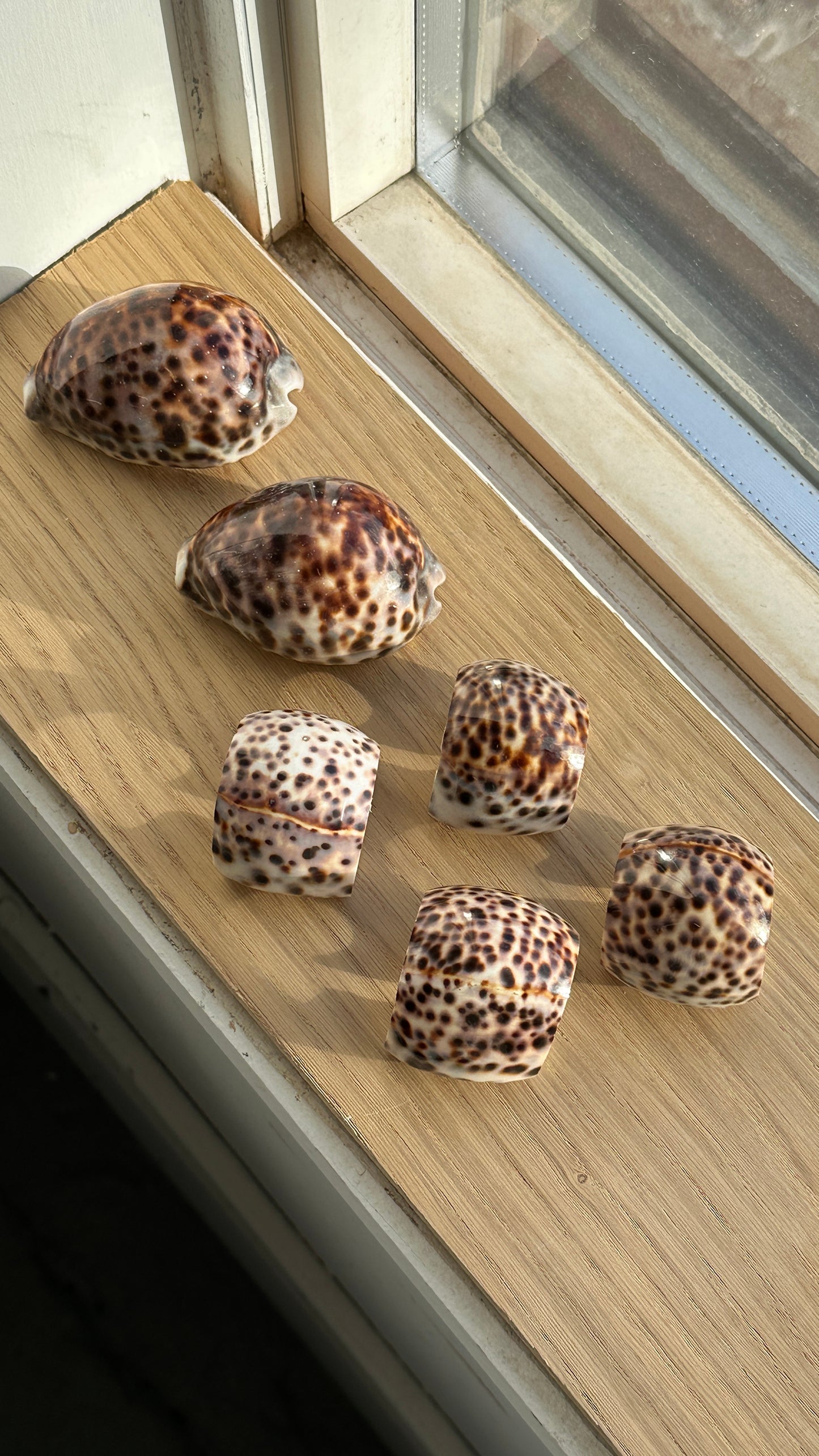 Set of 4 Tiger Cowrie Shell Napkin Rings and 2 Shells