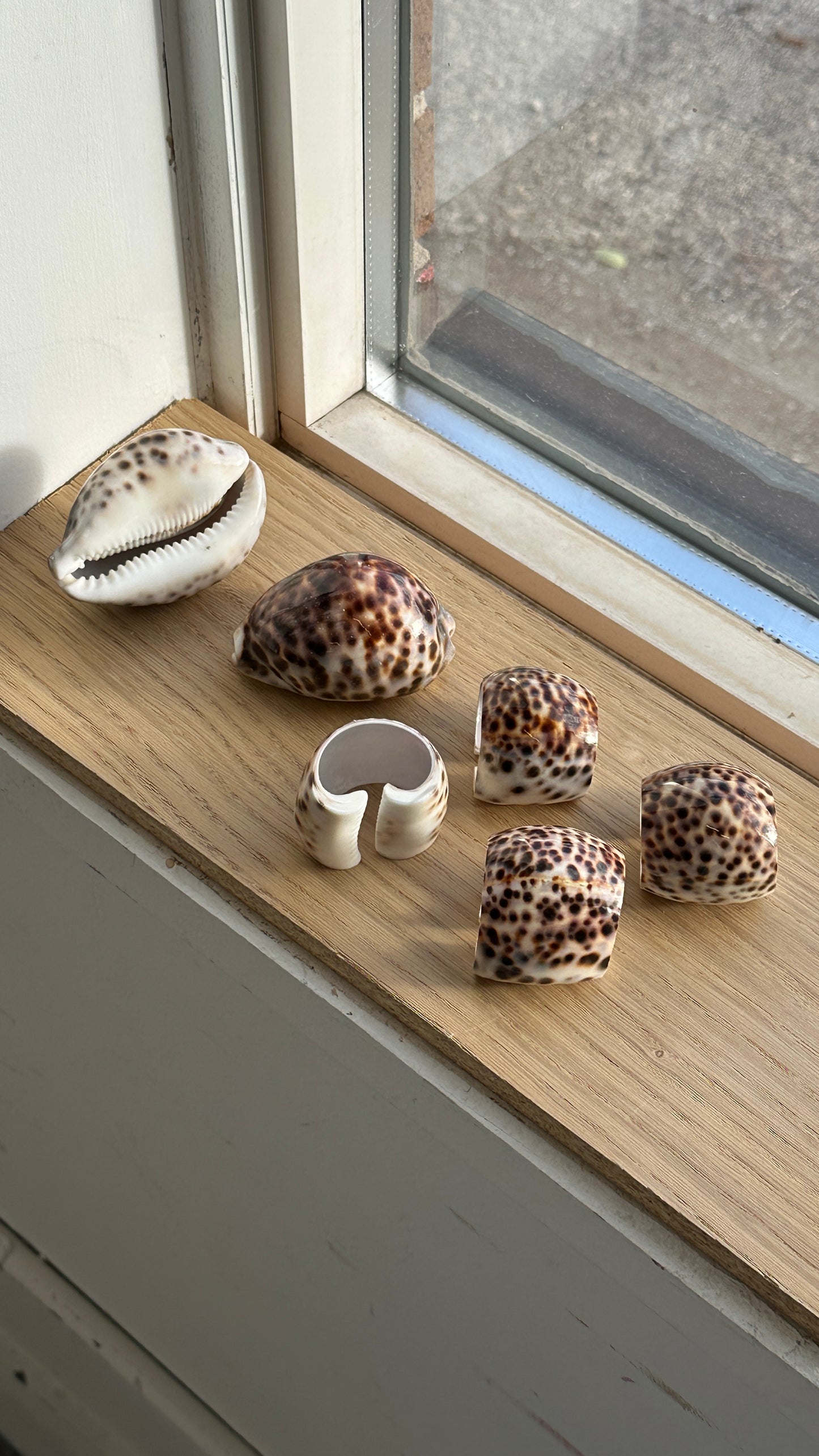 Set of 4 Tiger Cowrie Shell Napkin Rings and 2 Shells