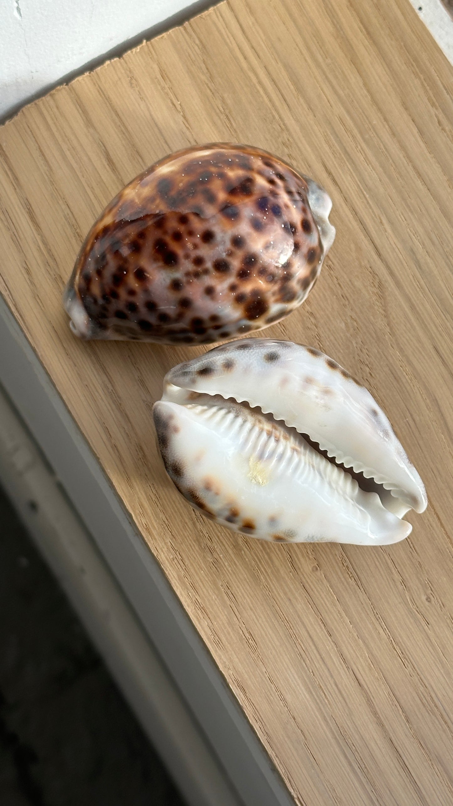 Set of 4 Tiger Cowrie Shell Napkin Rings and 2 Shells