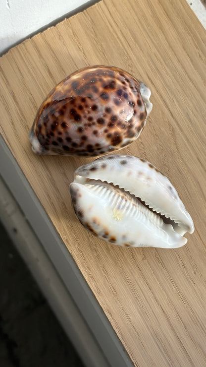 Set of 4 Tiger Cowrie Shell Napkin Rings and 2 Shells