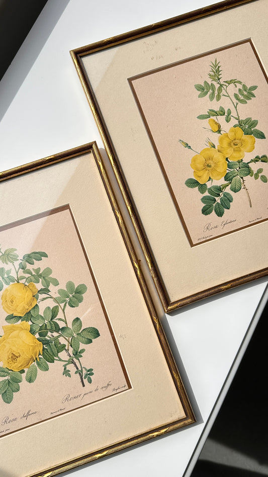 Pair of Framed Botanical Prints