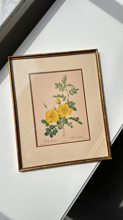 Pair of Framed Botanical Prints