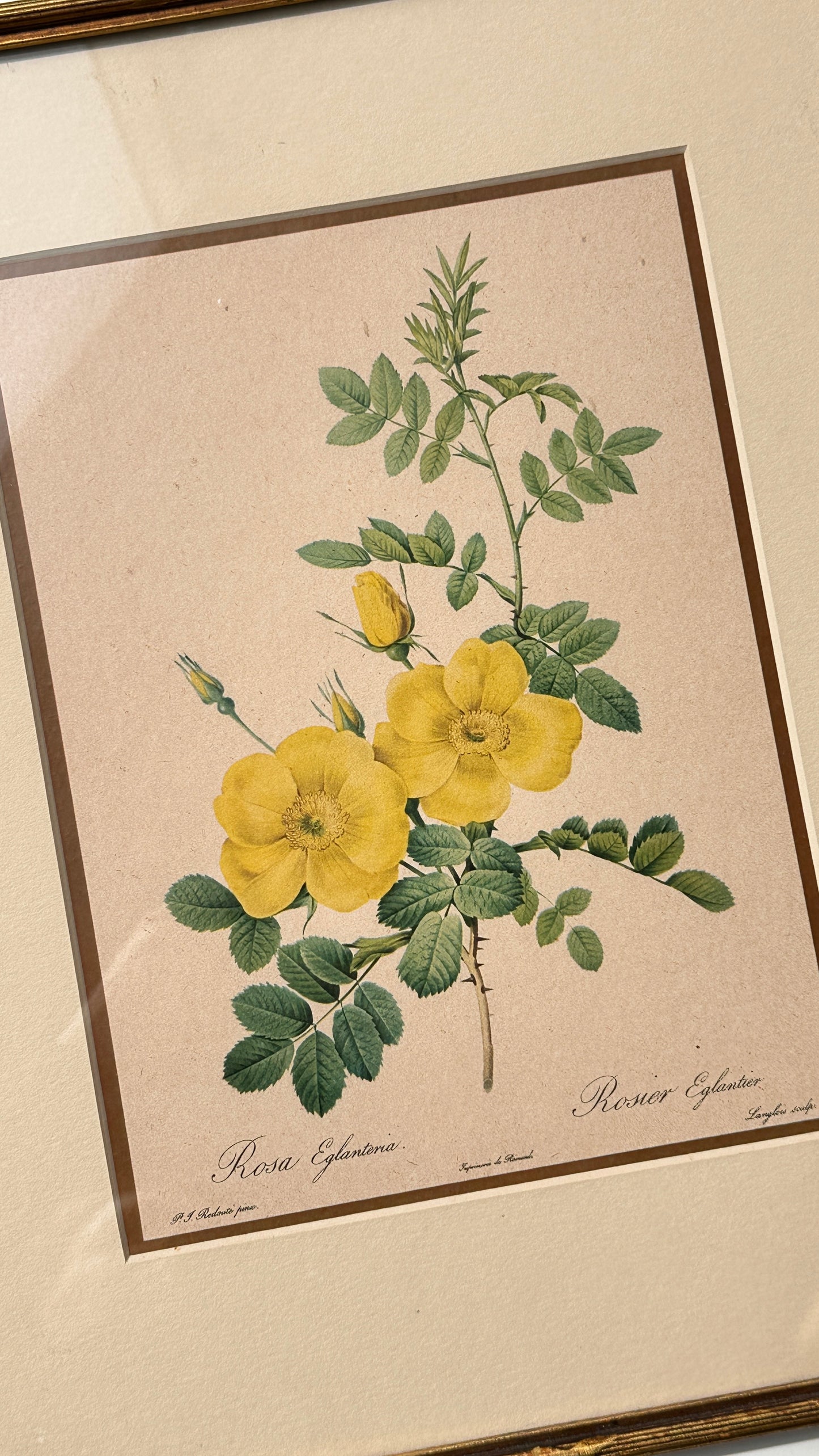 Pair of Framed Botanical Prints