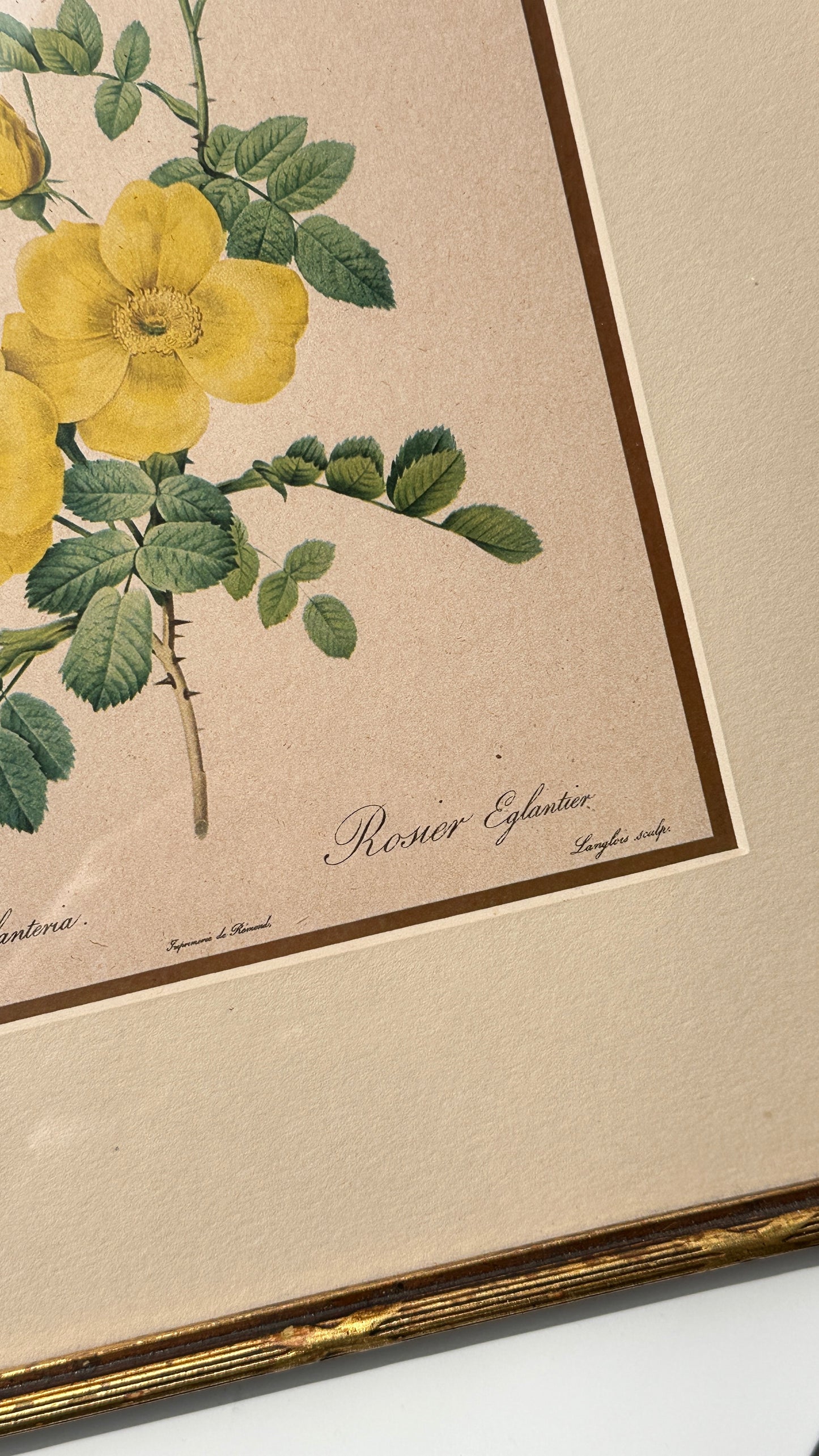 Pair of Framed Botanical Prints