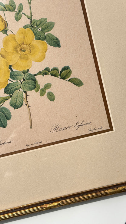 Pair of Framed Botanical Prints