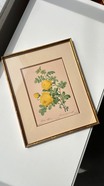 Pair of Framed Botanical Prints