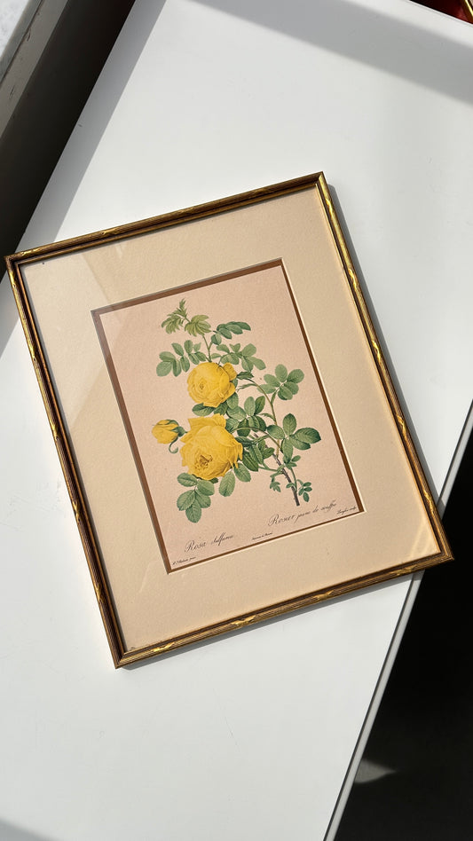 Pair of Framed Botanical Prints