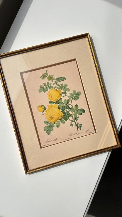 Pair of Framed Botanical Prints